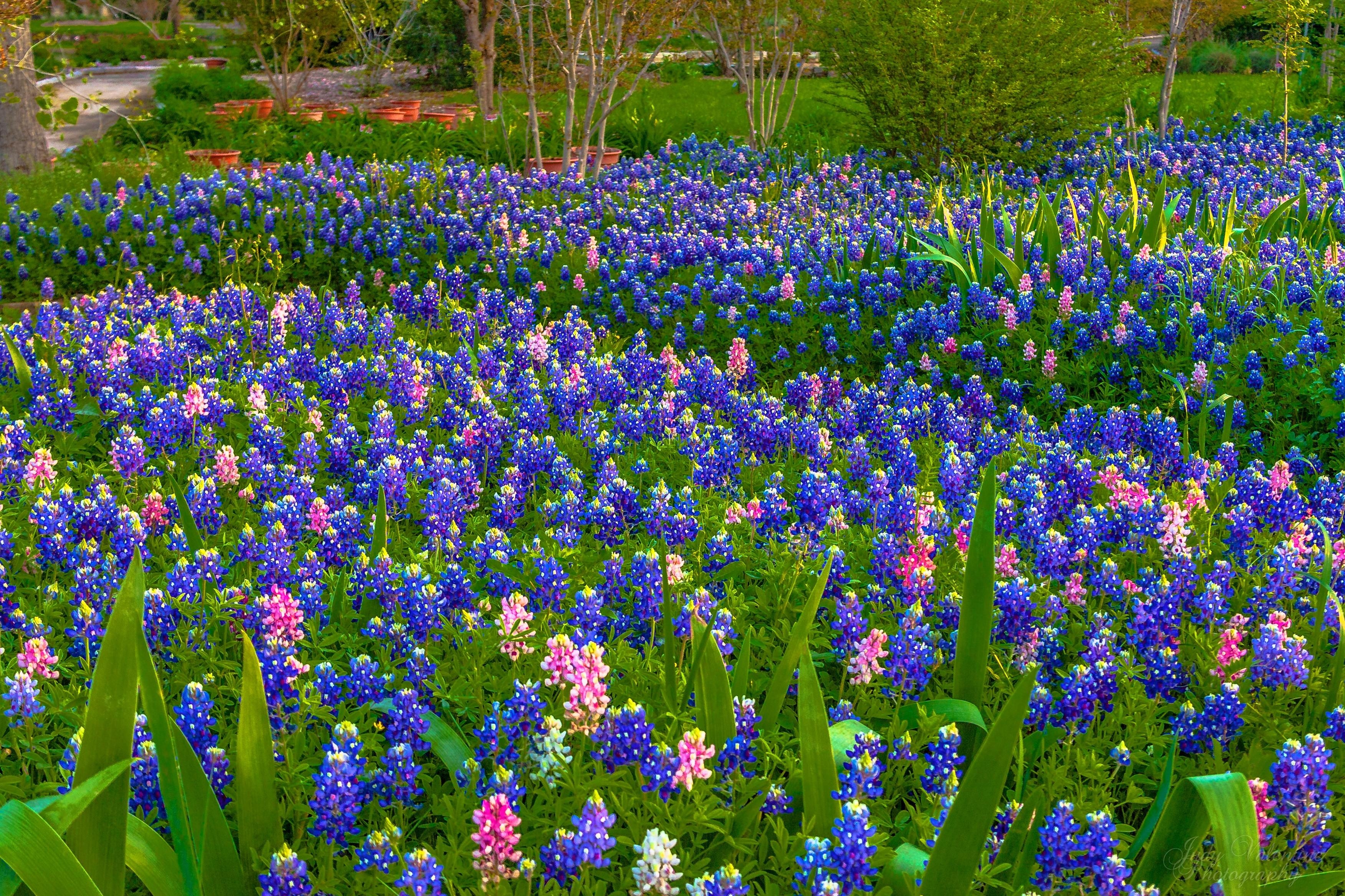 3510x2340 Flowers: Texas Bluebonnets Nature Spring Flowers Flower For Desktop, Desktop