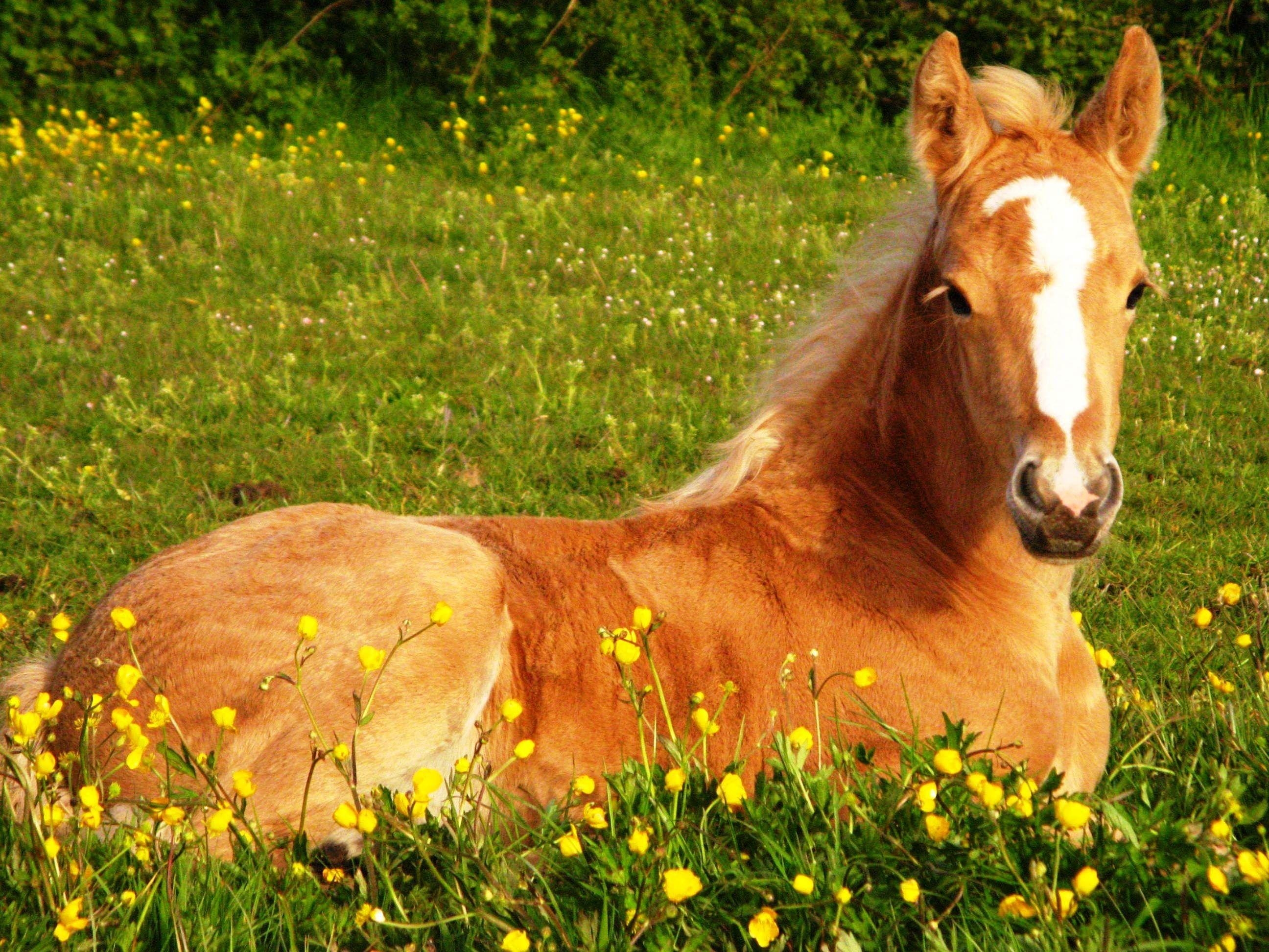 2600x1950 Cute Horse Wallpaper Free Cute Horse Background, Desktop