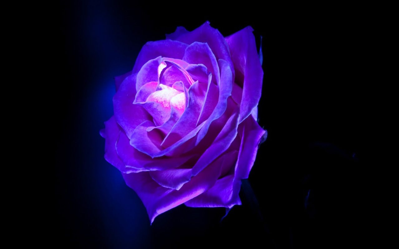 1280x800 Free download Purple Rose Flowers [] for your Desktop, Mobile & Tablet. Explore Purple Rose Background. Free Wallpaper of Purple Roses, Beautiful Purple Roses Wallpaper, Purple Rose Wallpaper Desktop, Desktop