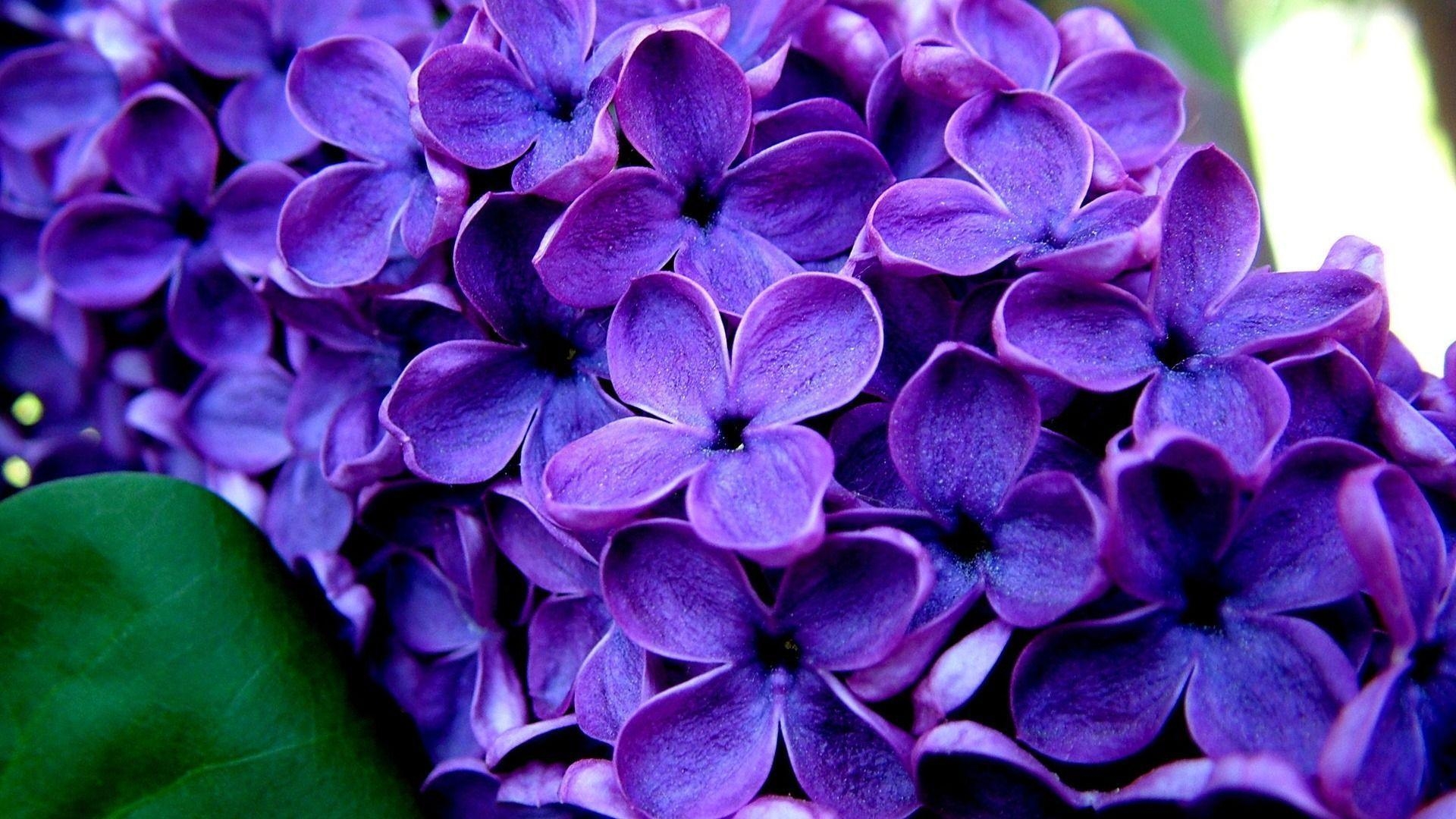 1920x1080 Wallpaper For > Purple Flowers Wallpaper Desktop, Desktop