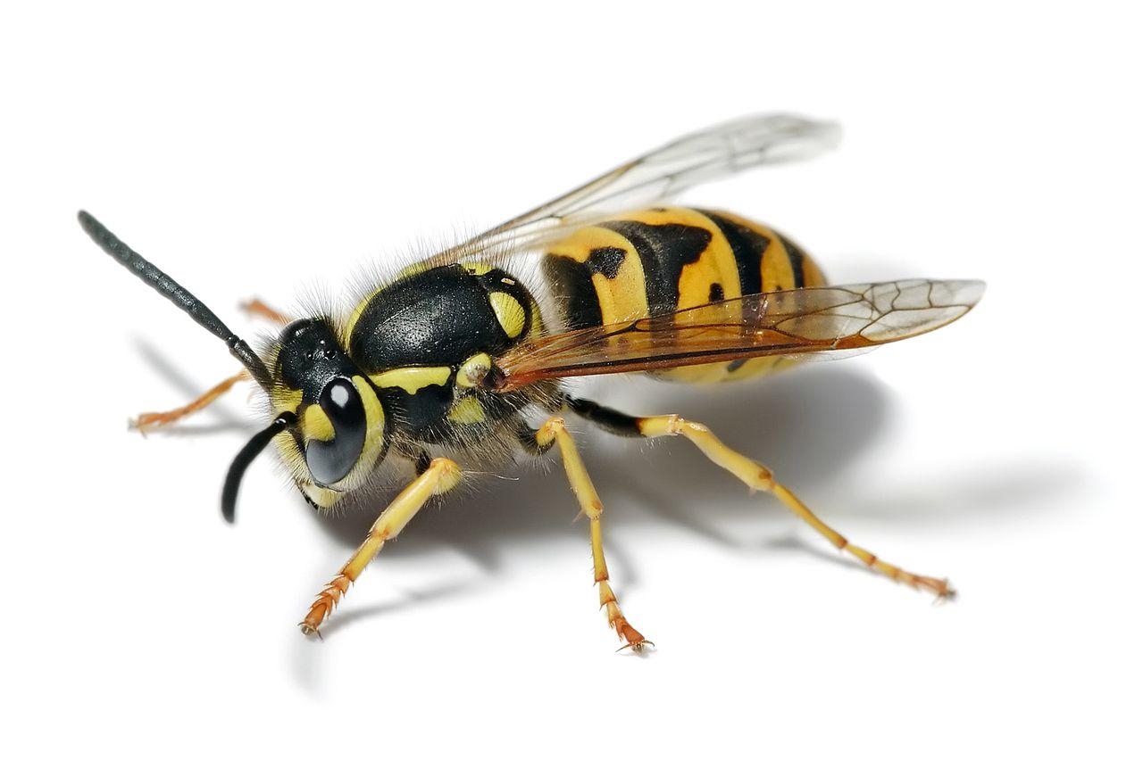 1280x860 European wasp white, Desktop