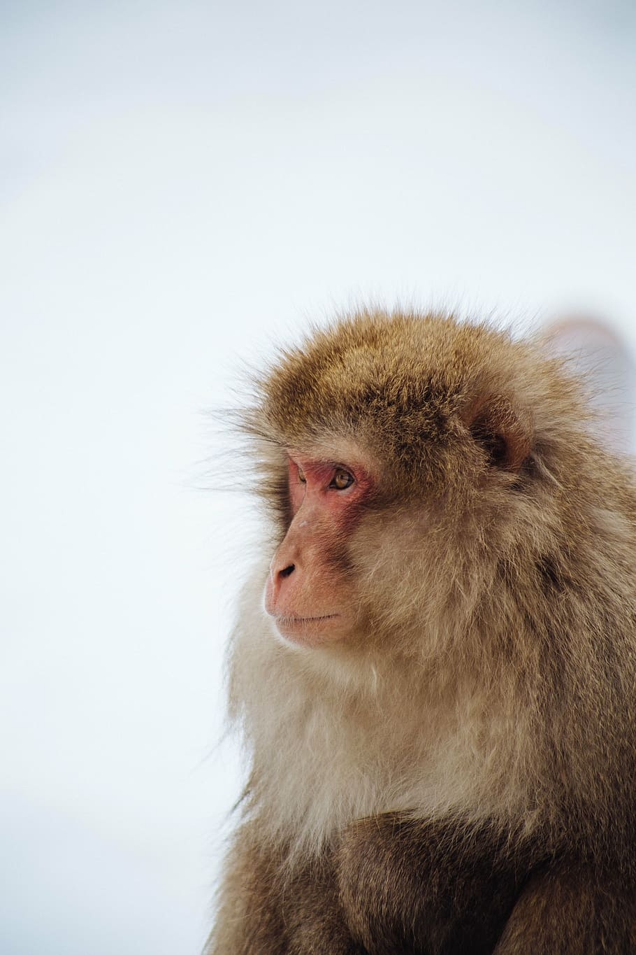 910x1370 Monkeys blurred cold animals 1080P, 2K, 4K, 5K HD wallpaper free, Phone