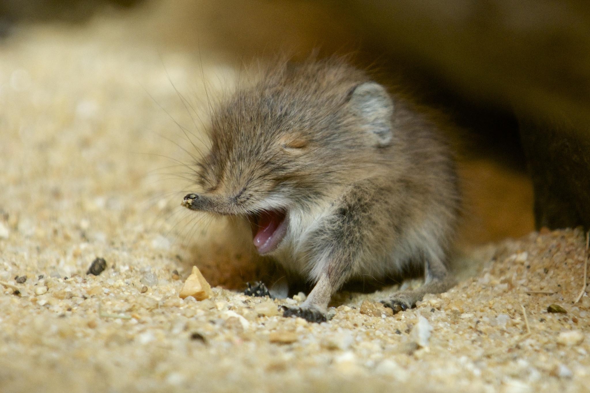 2050x1370 Tiny Elephant Shrew discovered 2014, Desktop