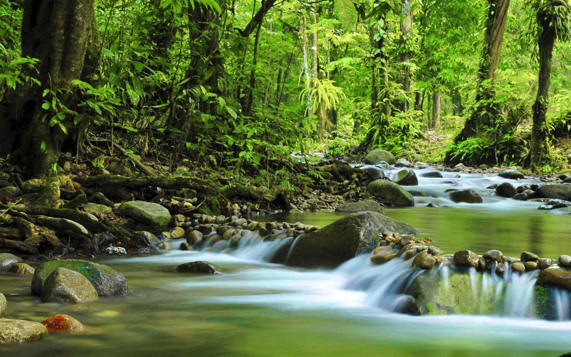 1920x1200 Mountain Small River Green Forest Dense Rock Stones Muir Woods, Desktop