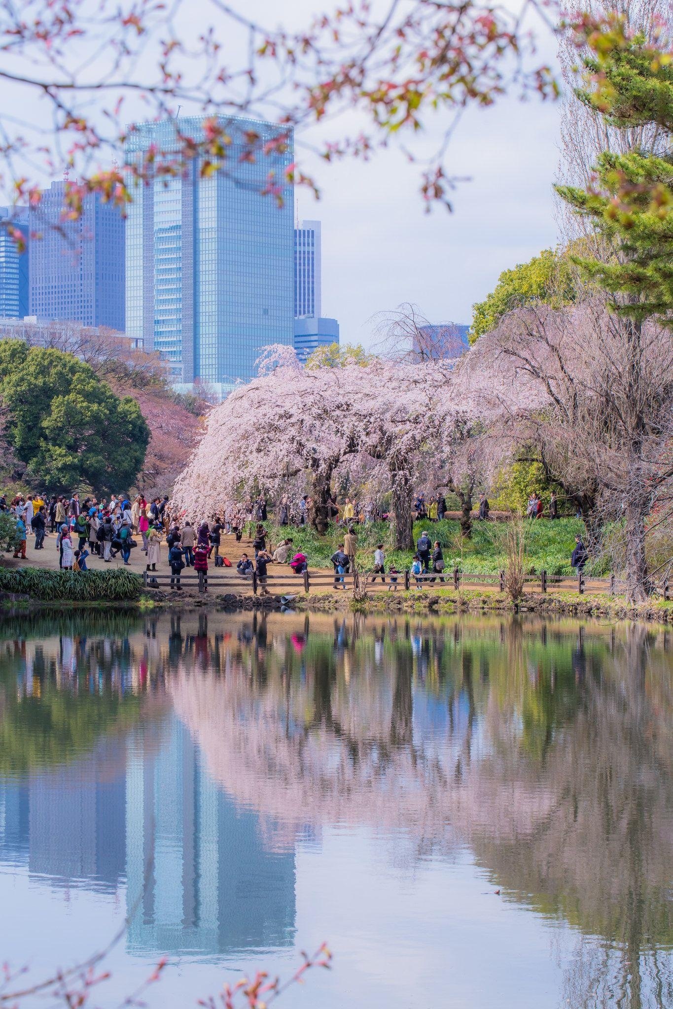 1370x2050 Shinjuku Gyoen National Garden Shinjiku Tokyo [] Photo, Phone