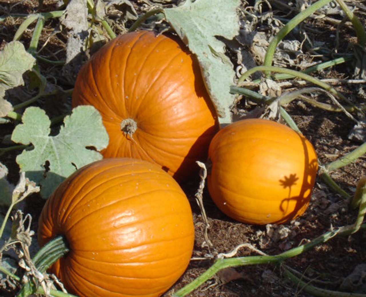 1280x1040 Best HD Pumpkin Patch Wallpaper, Desktop