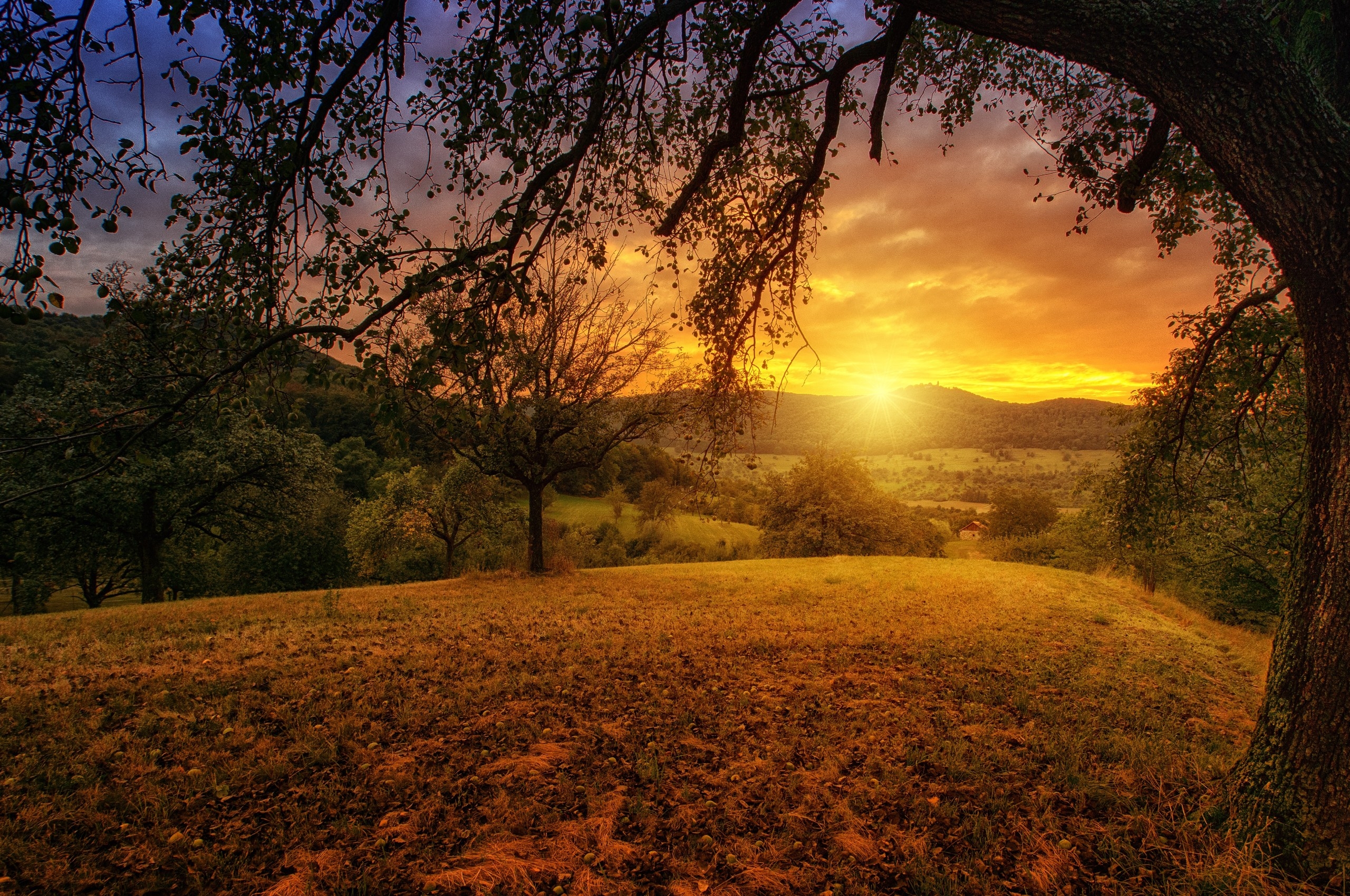 2560x1700 Tree Sun Aesthetic Dawn Landscape Panorama Chromebook, Desktop