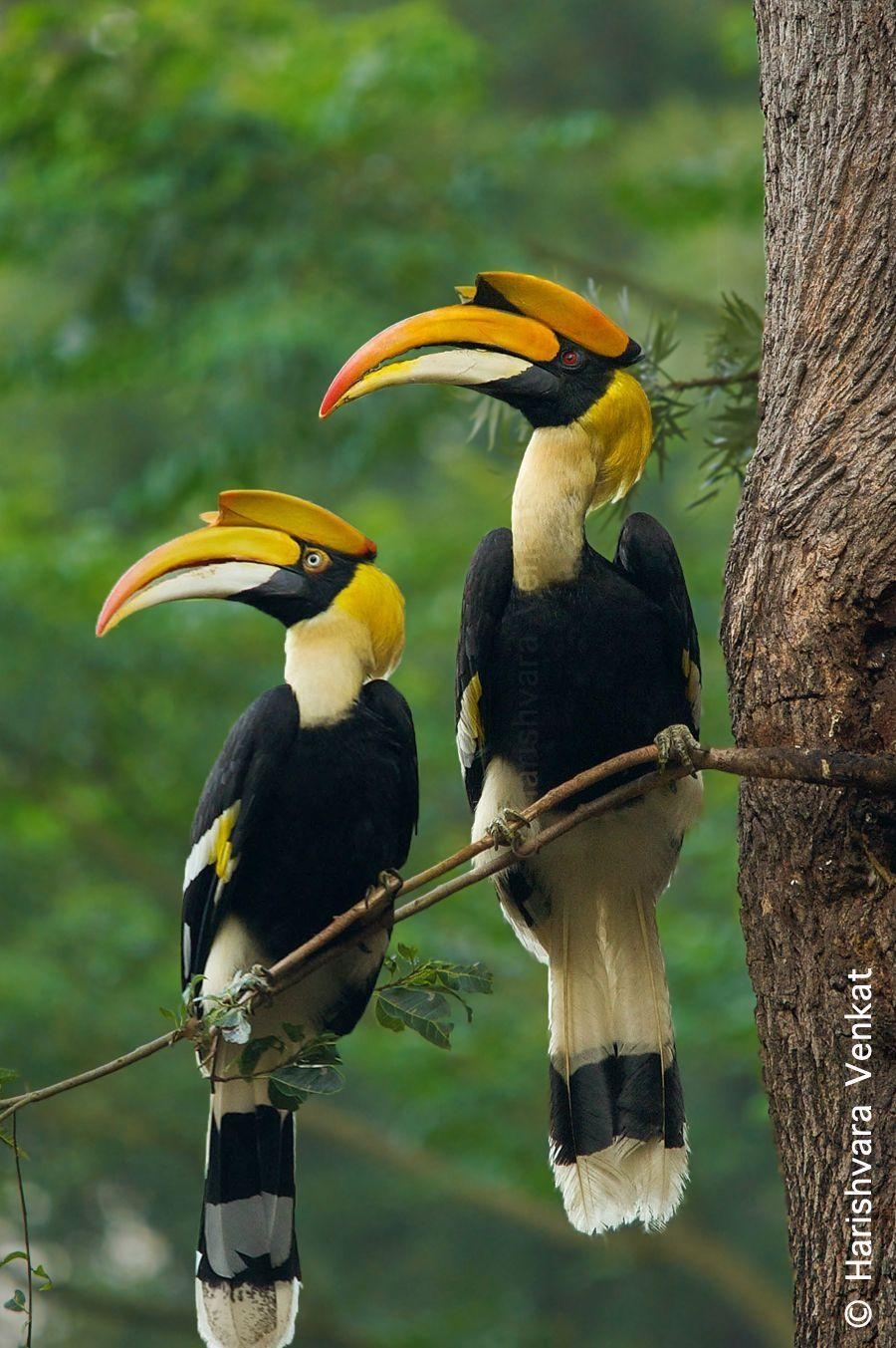 900x1360 The Great Pied Hornbill. Bird, Bird picture and Beautiful birds, Phone