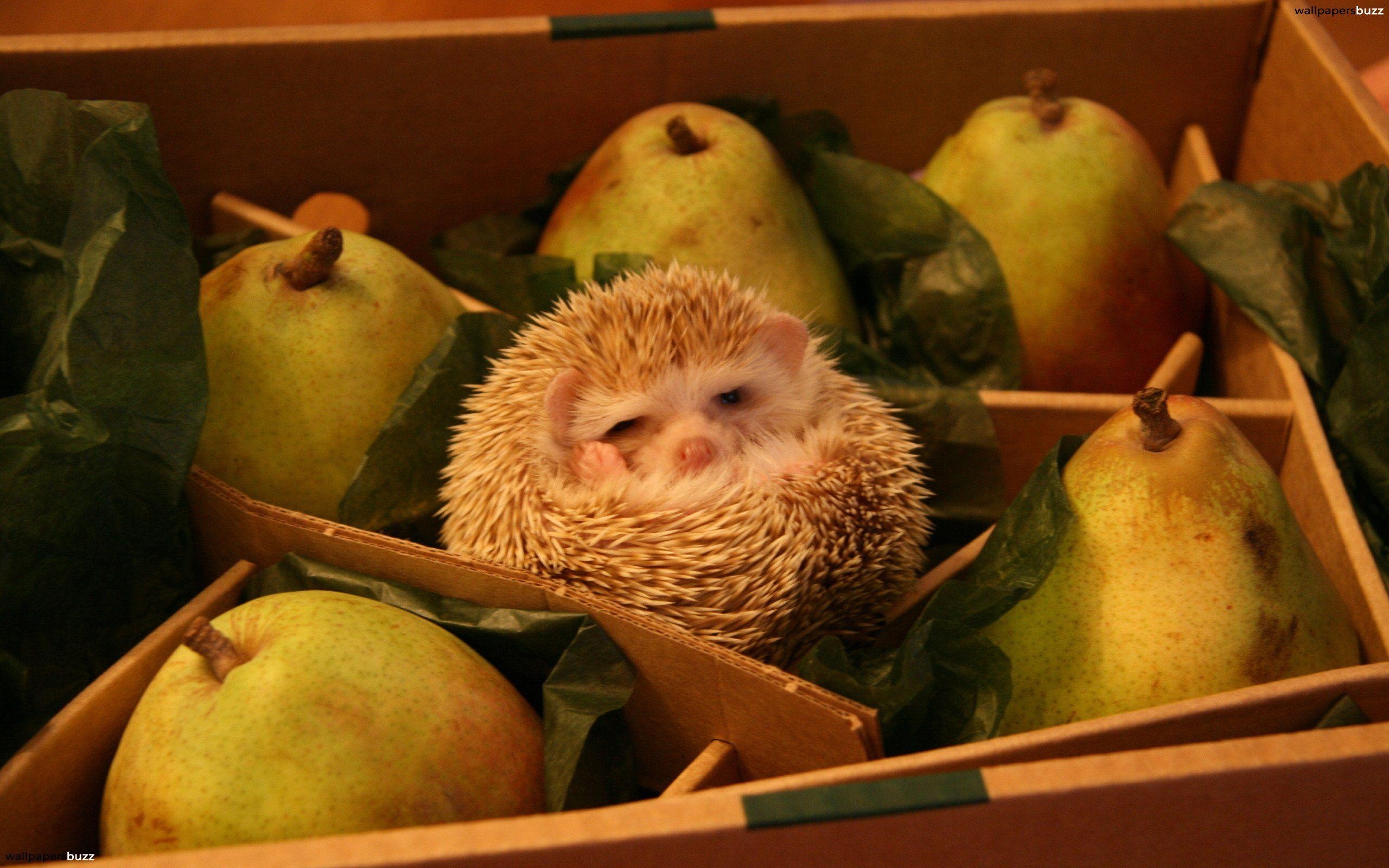 2560x1600 A hedgehog and pears HD Wallpaper, Desktop