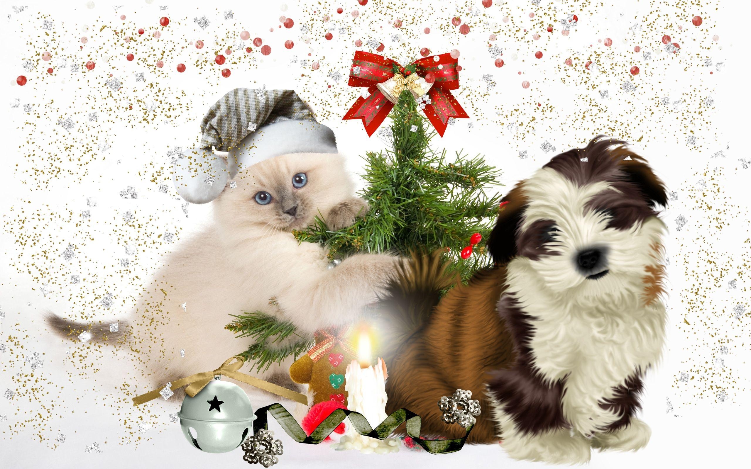 2560x1600 christmas kitten wallpaper picture, Desktop