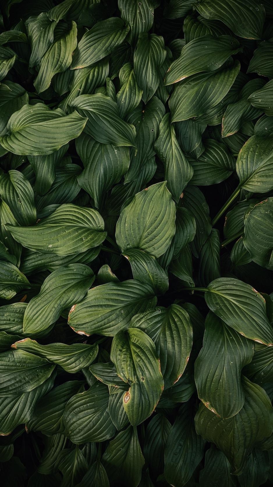 940x1670 Download wallpaper  leaves, plant, green, dark green, Phone