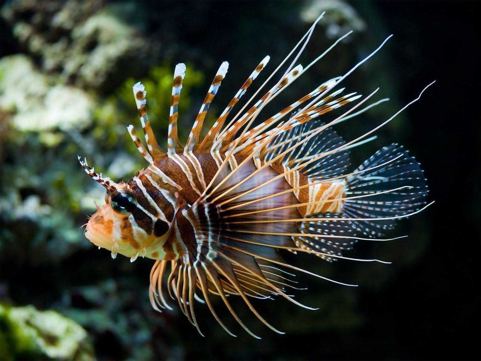 1600x1200 Zebra Lionfish, Desktop