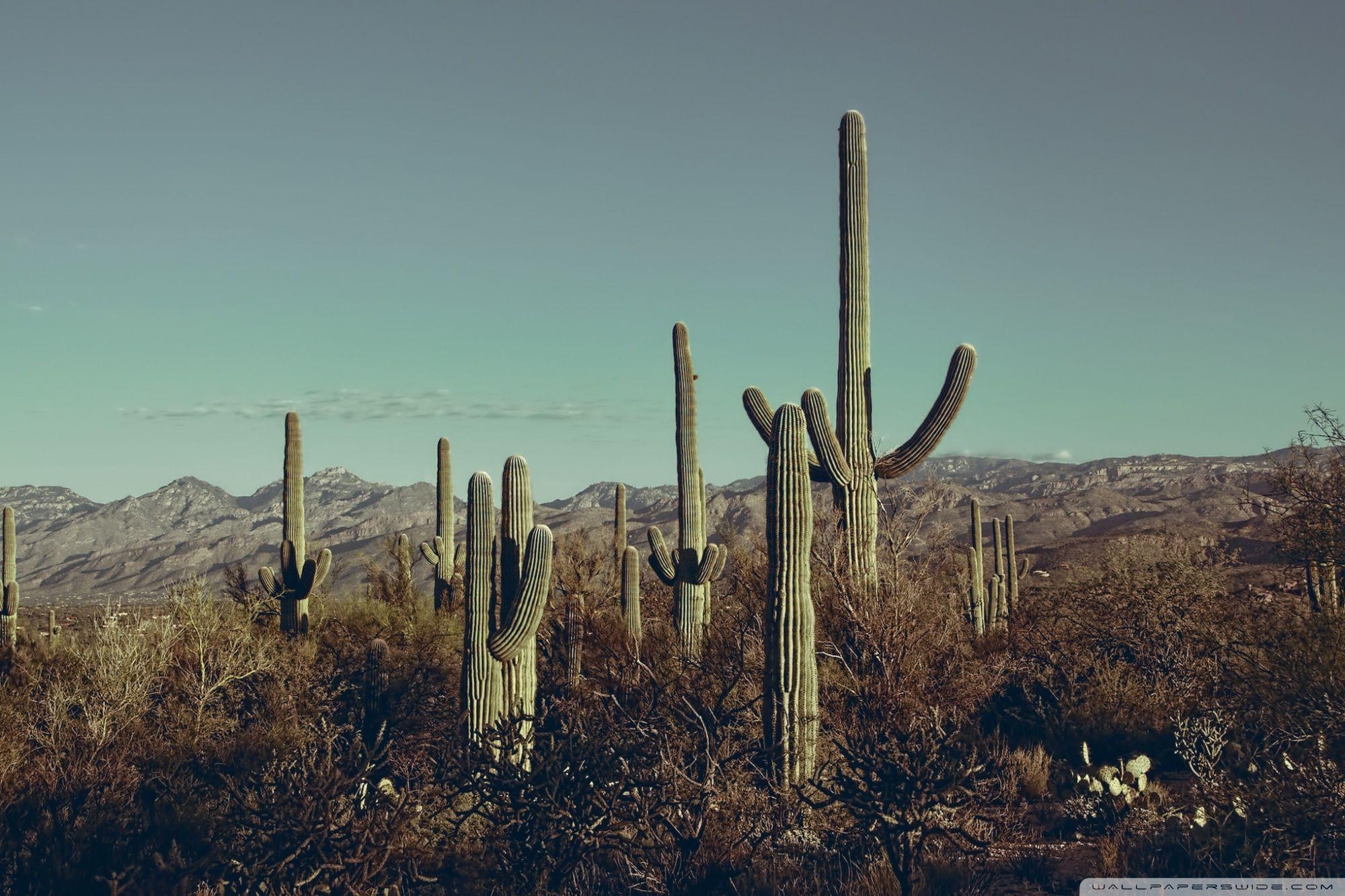 2000x1340 Saguaro National Park East, Arizona ❤ 4K HD Desktop Wallpaper, Desktop