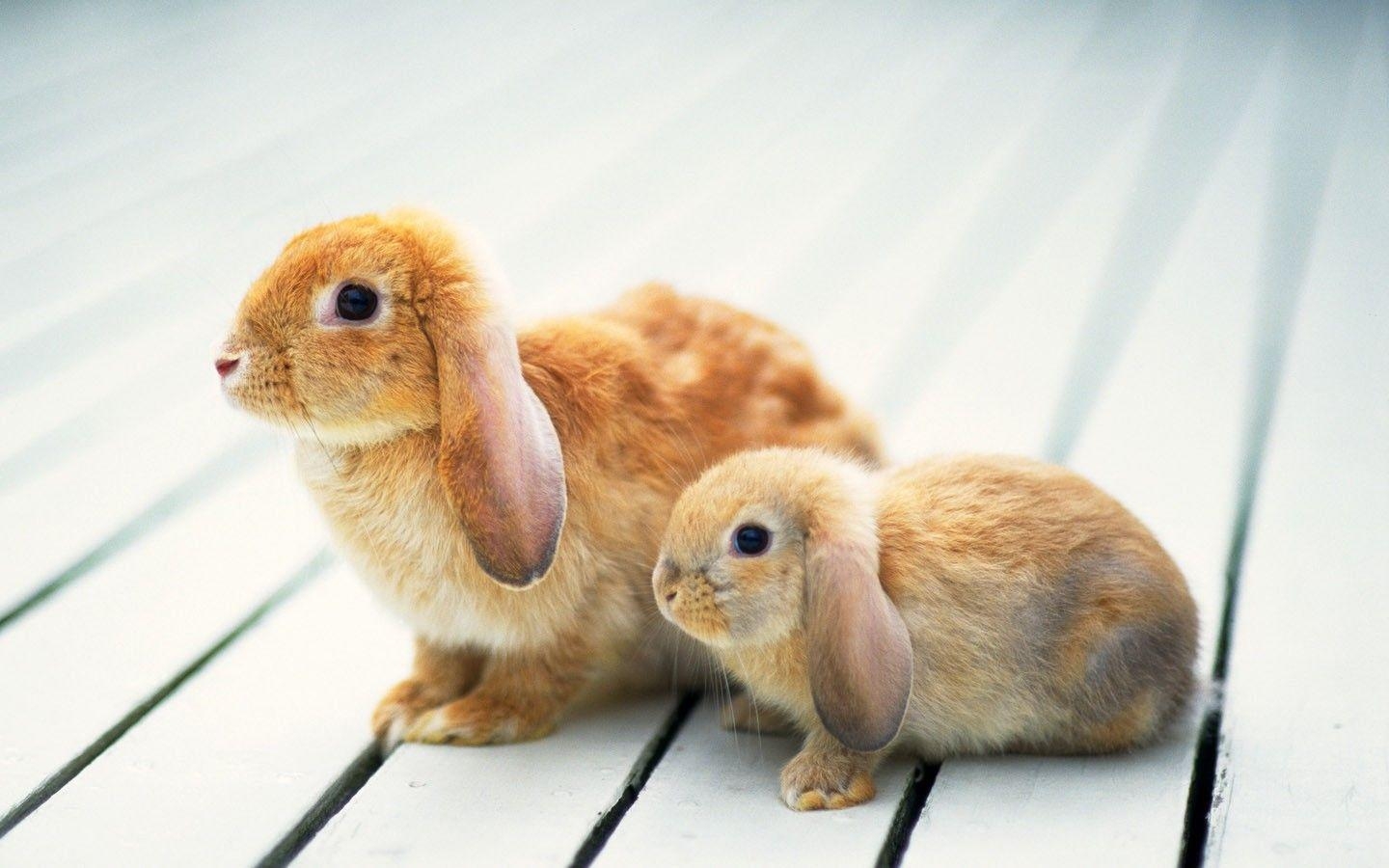 1440x900 Cute Bunny Wallpaper Image & Picture, Desktop