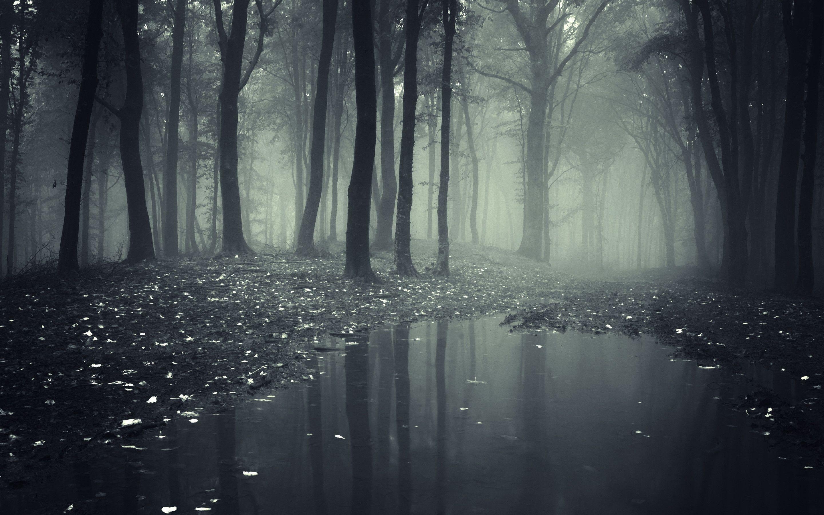 2880x1800 Creepy Dark Forest HD Wallpaper Definition Wallpaper, Desktop