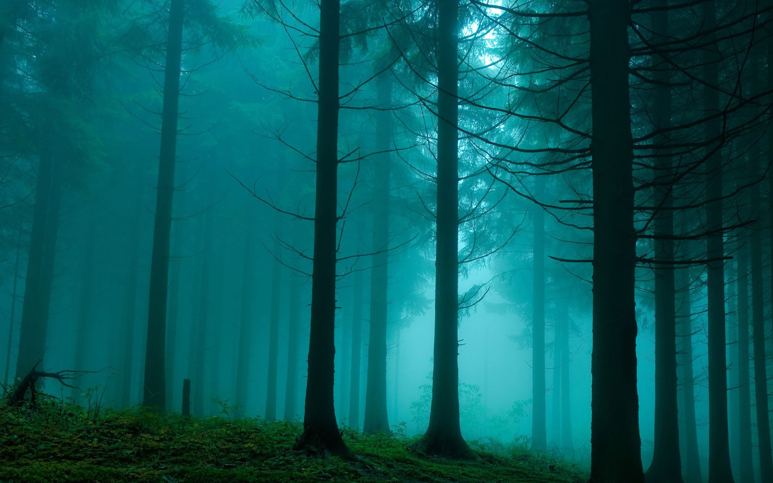 2560x1600 Forest In The Mist Nature Mac Wallpaper Download. Free Mac, Desktop