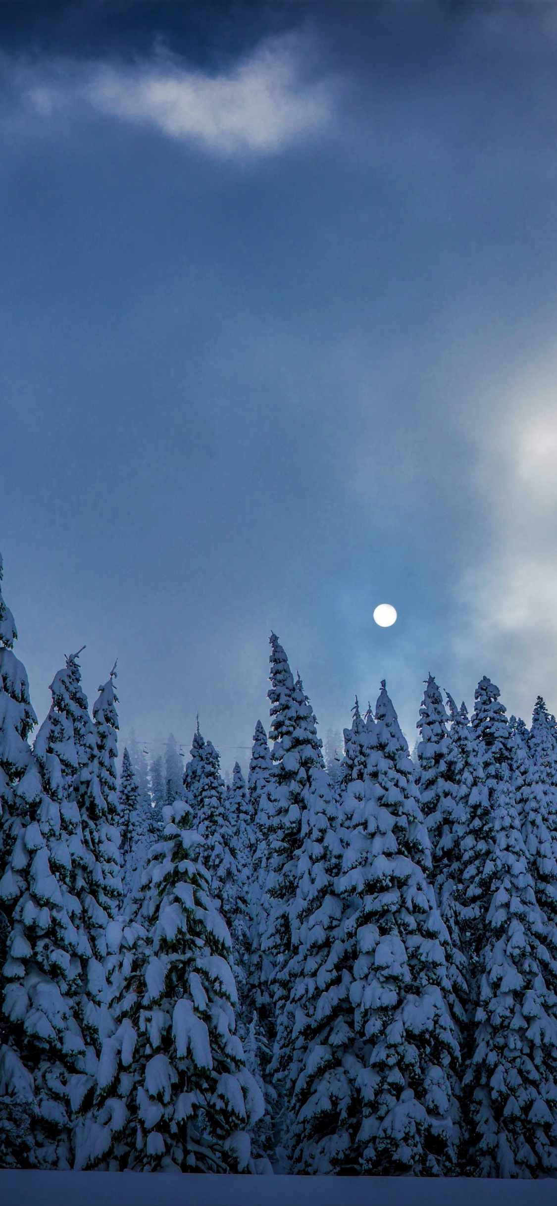 1130x2440 Download wallpaper  winter, night, trees, sky, nature, iphone x,  HD background, 645, Phone