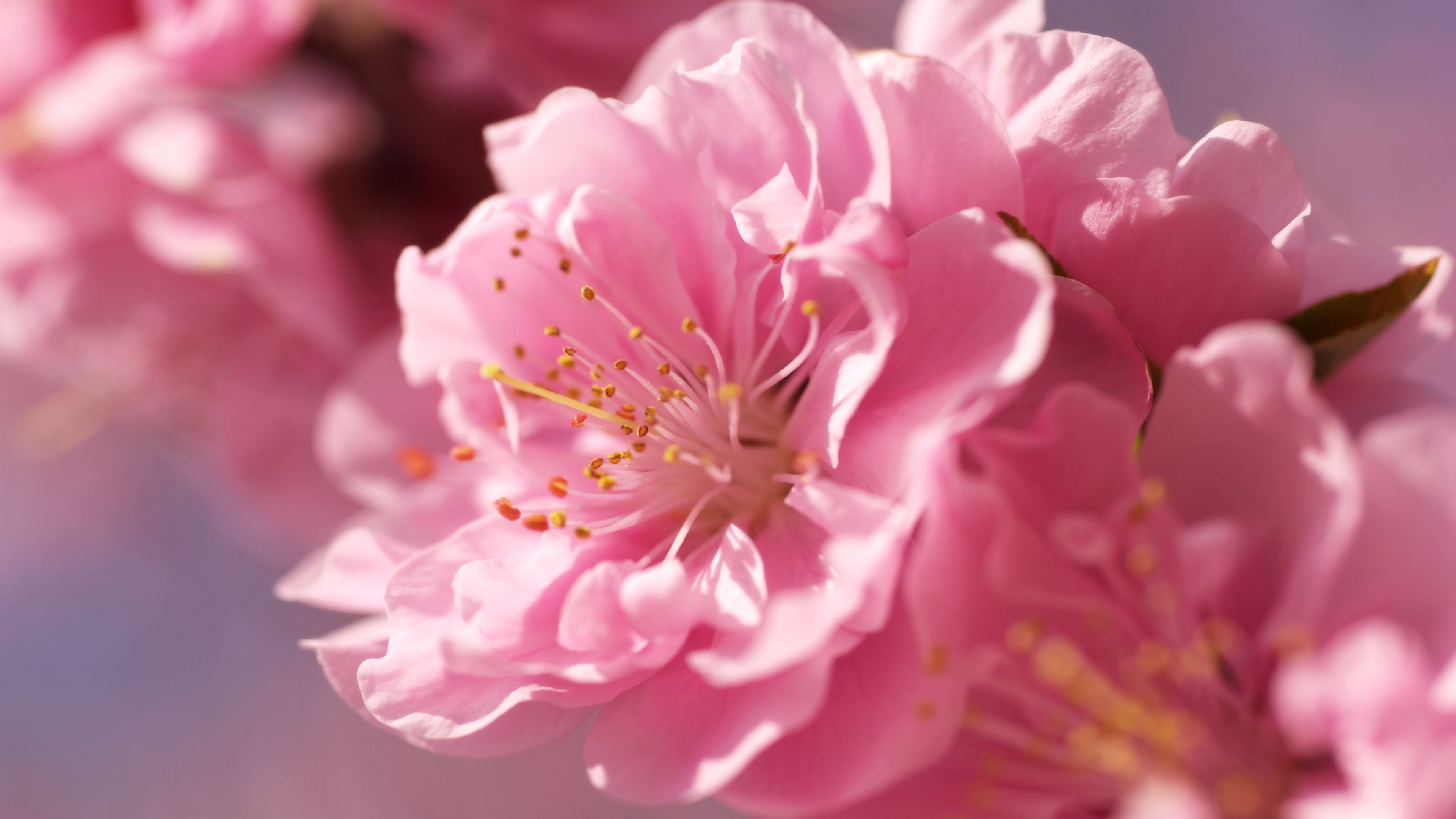 3840x2160 Wallpaper sakura, 4k, HD wallpaper, Desktop