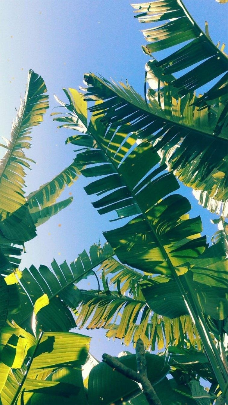 760x1350 Tropical Leaves, Botanicals, Leaf Phone Wallpaper, Phone