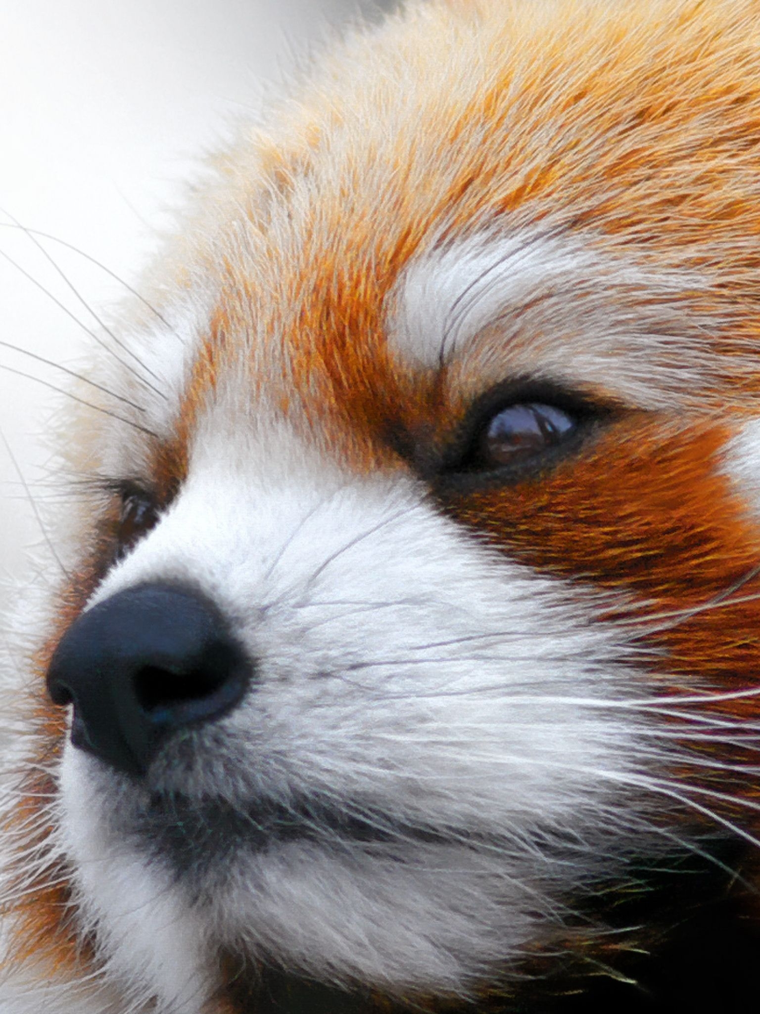 1540x2050 Free download Wallpaper 3840x2160 Red panda Muzzle Fur 4K Ultra HD HD Background [3840x2160] for your Desktop, Mobile & Tablet. Explore 4K Furry WallpaperX2160 Wallpaper, 4K HD Wallpaper, Phone