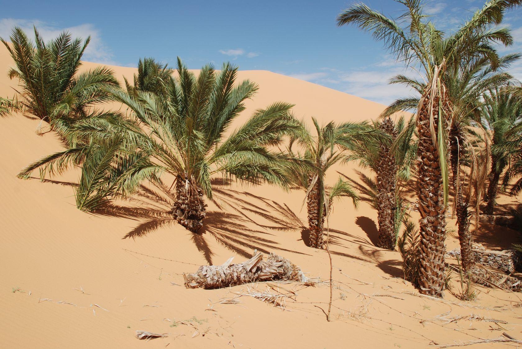1680x1130 Trees nearly swallowed up by sand dunes in Chinguetti, Mauritania, Desktop