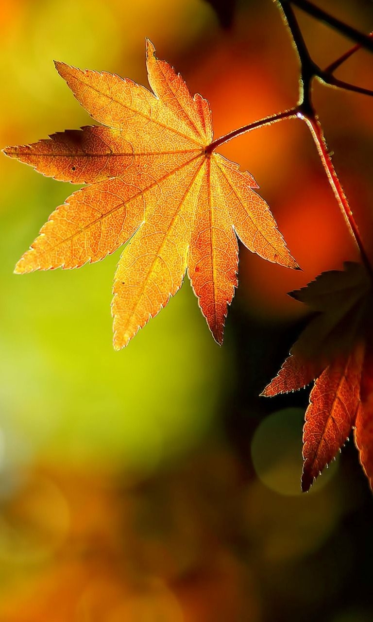 770x1280 Download Free Mobile Phone Wallpaper HD Autumn Leaves Maple Leaves HD Wallpaper & Background Download, Phone