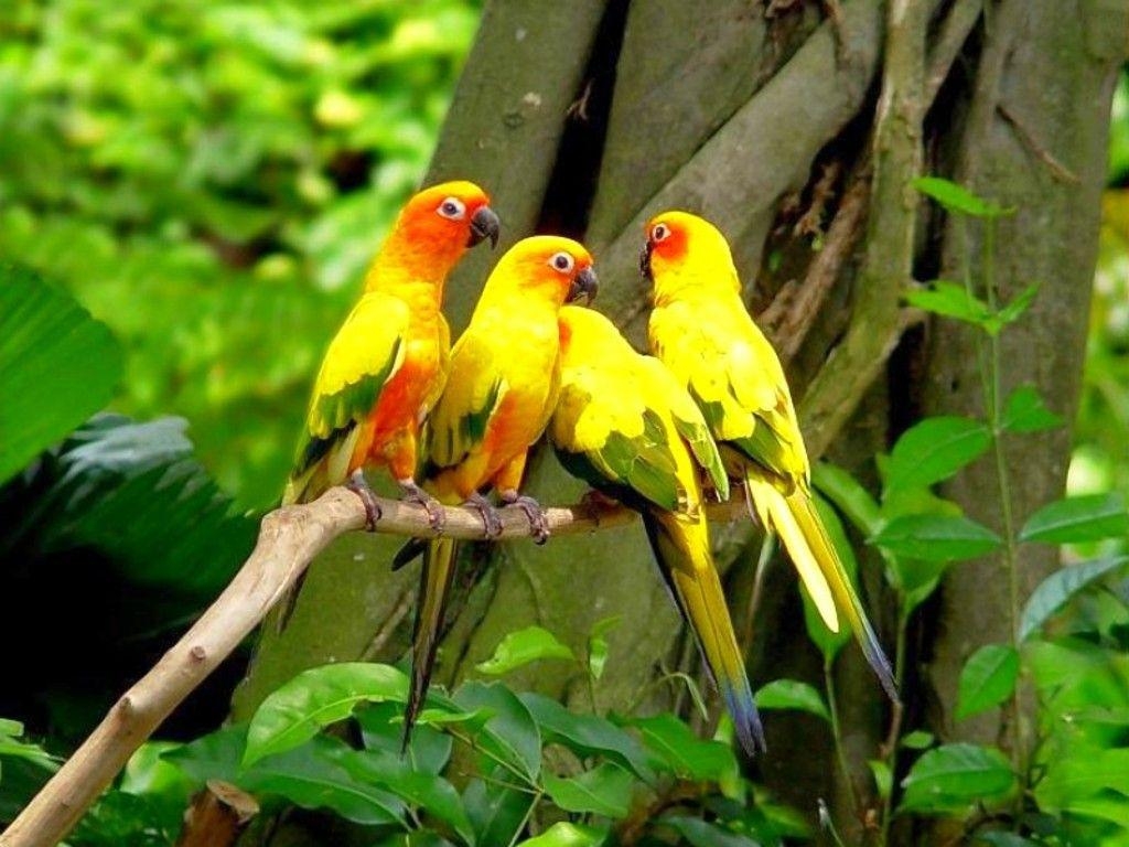 1030x770 Animals & Birds Nature Parrot wallpaper Desktop, Phone, Tablet, Desktop