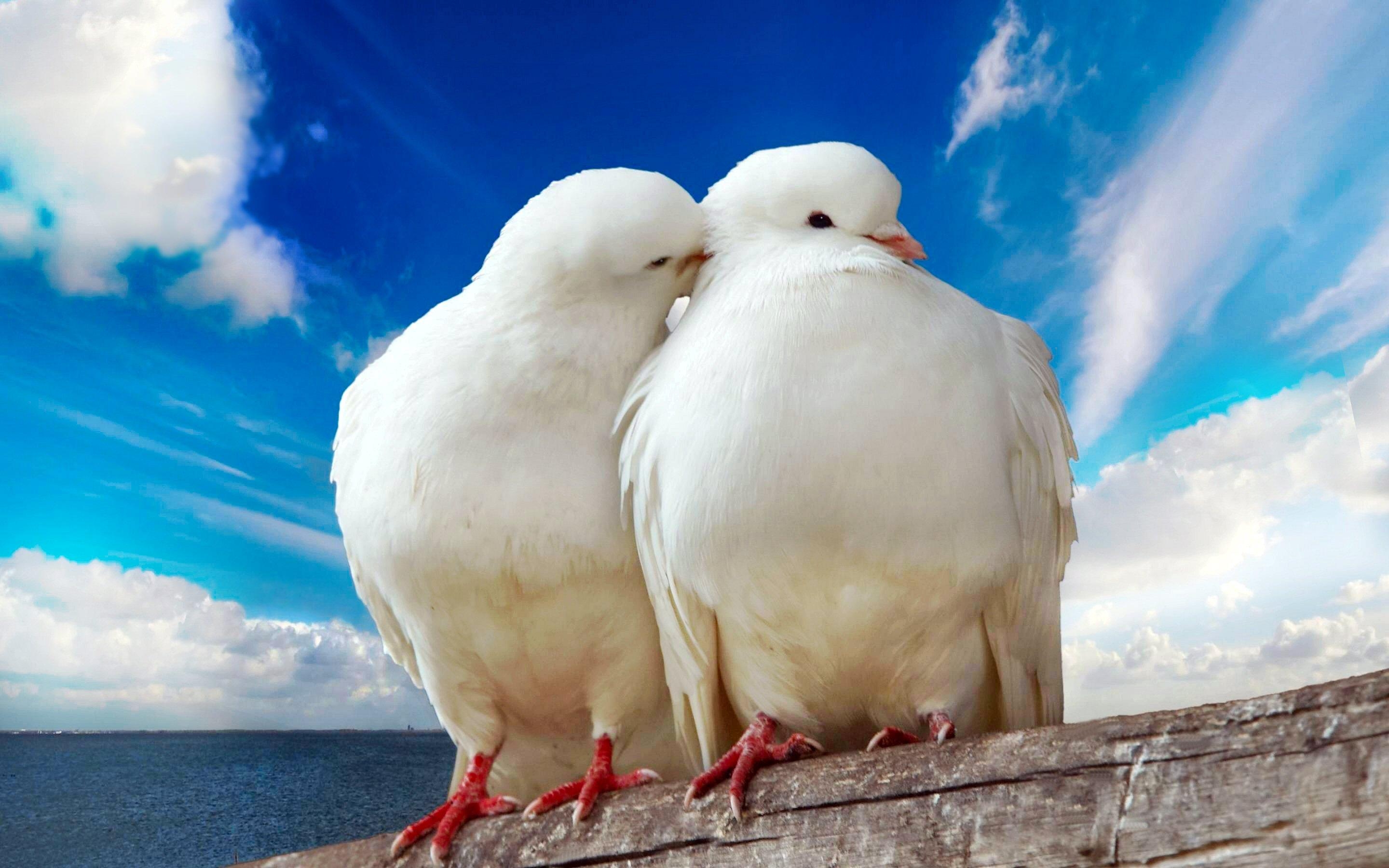 2880x1800 White pigeons couple wallpaper, Desktop