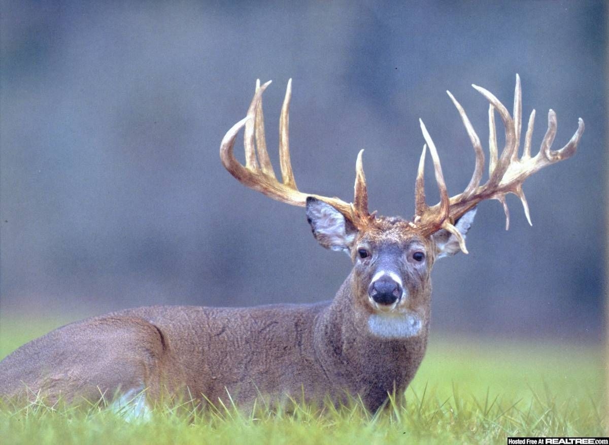 1200x880 Monster Bucks Wallpaper. Whitetail deer, Desktop