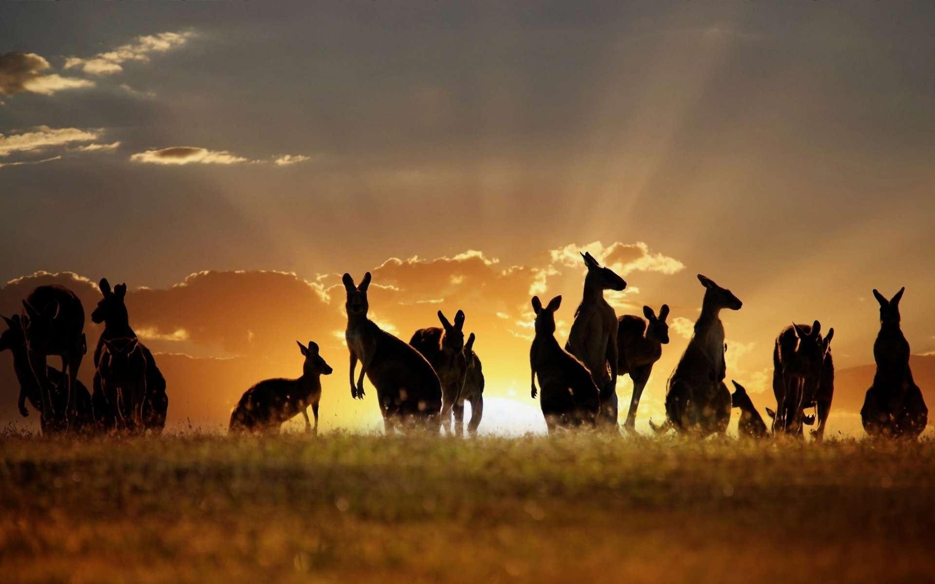 1920x1200 Kangaroo Live Wallpaper for Android, Desktop