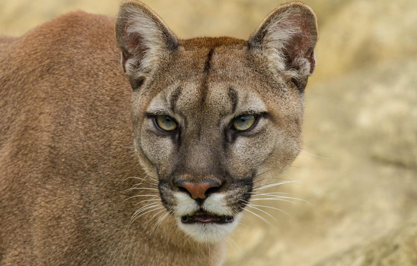 1340x850 Wallpaper cat, look, face, Puma, mountain lion, Cougar, Desktop