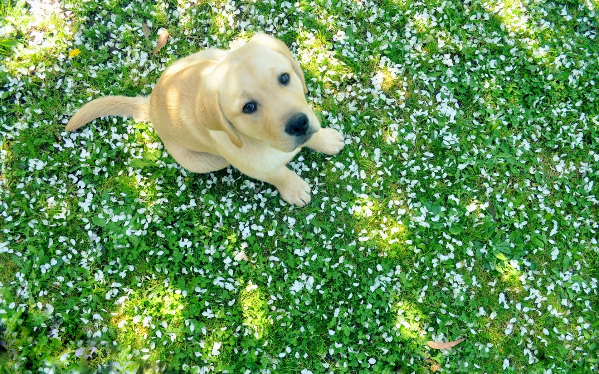 1920x1200 Dog And Spring, Desktop