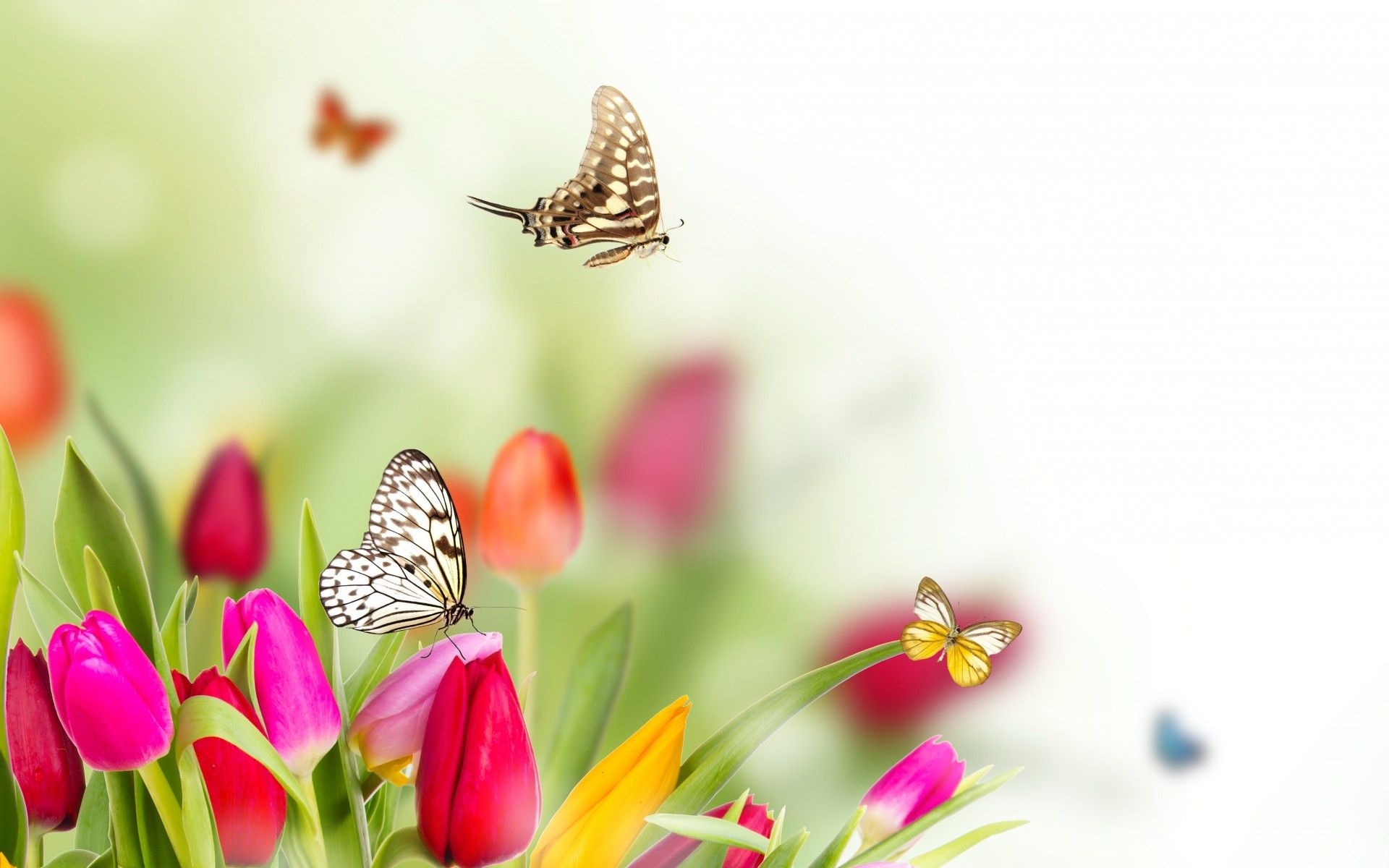 1920x1200 Spring flowers tulips butterflies wallpaper.. 68582 (2022), Desktop