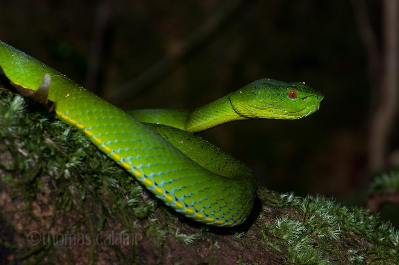 1400x930 Vogel's Pit Viper (Trimeresurus vogeli) · iNaturalist.org, Desktop