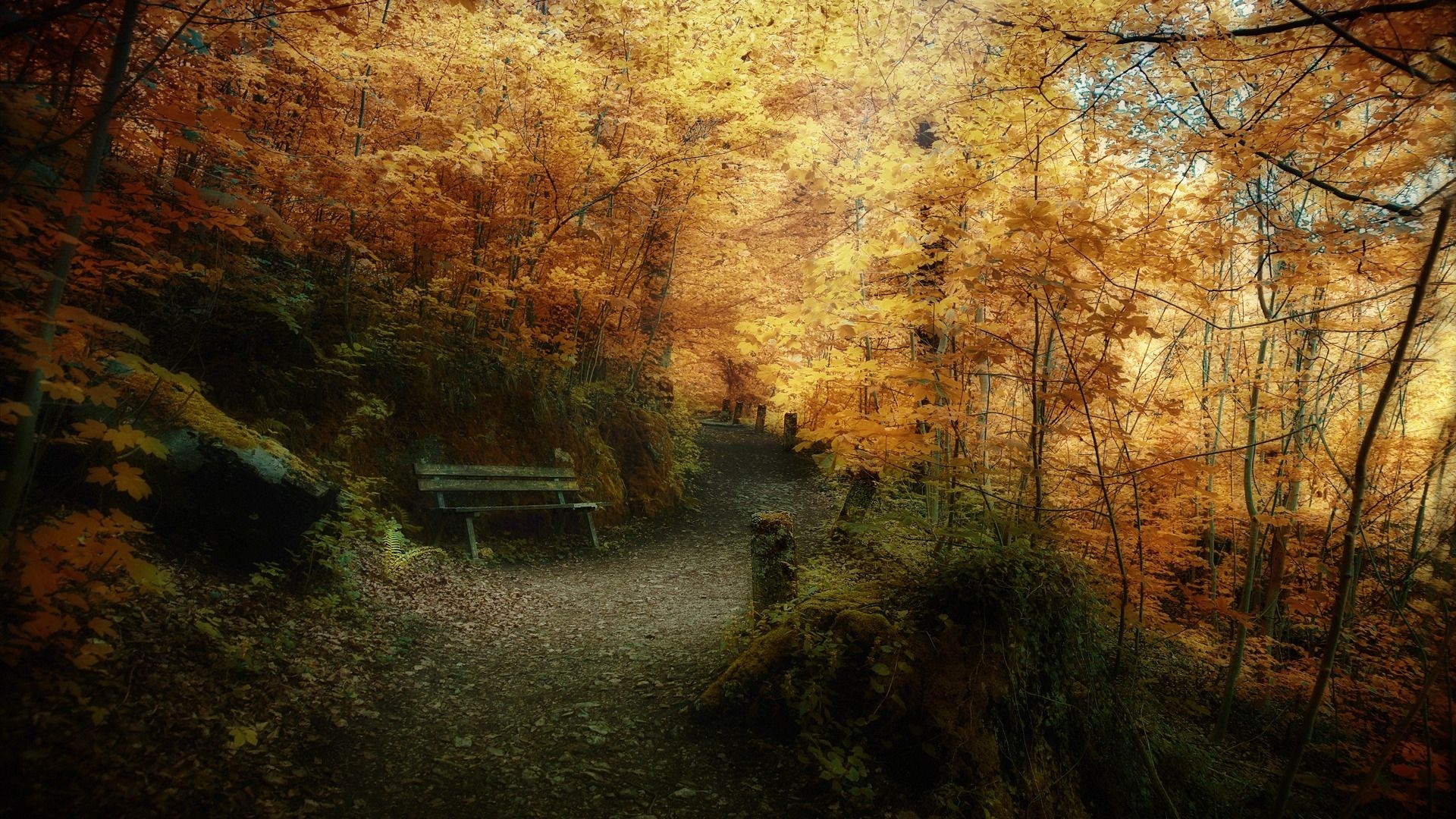 1920x1080 Pathway in autumn forest Desktop wallpaper, Desktop