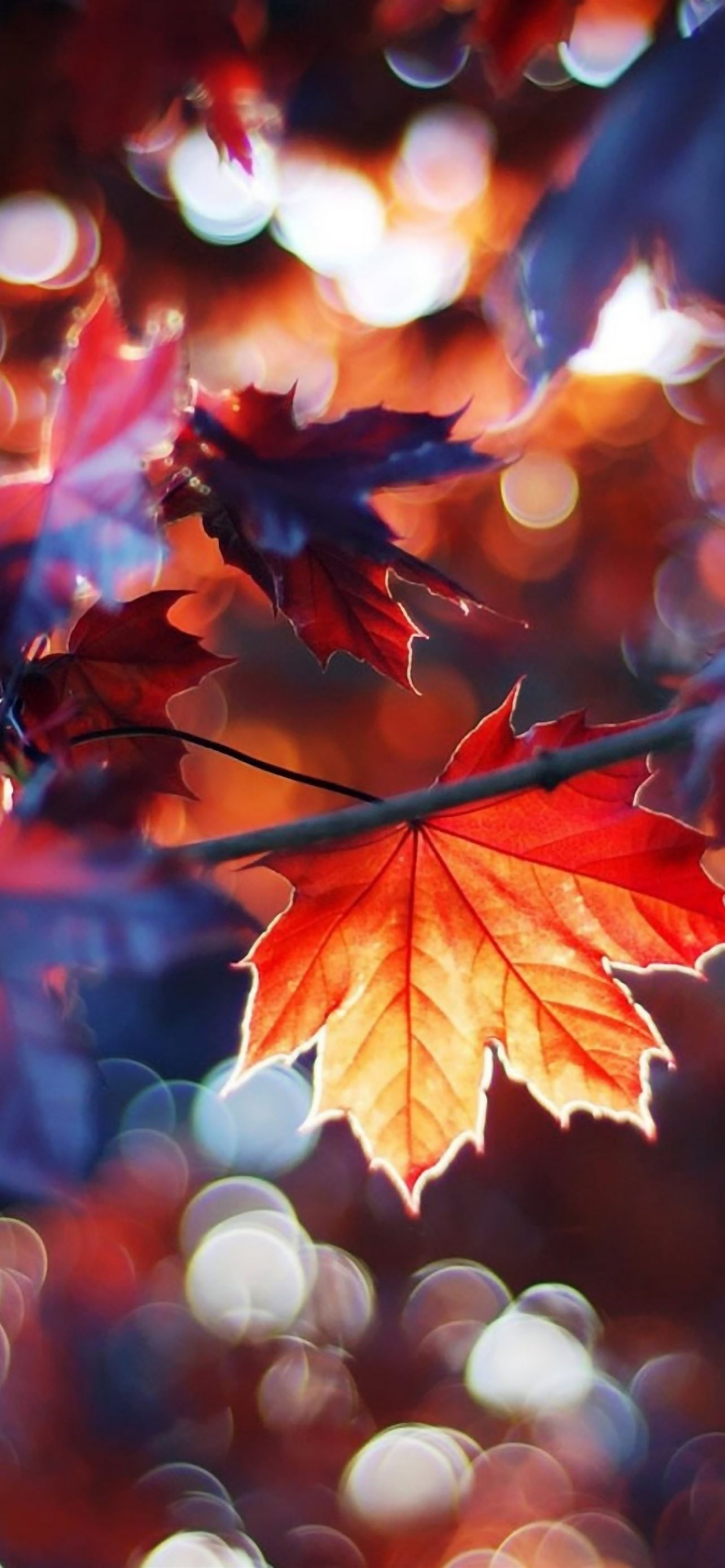 1290x2780 Autumn Leaves iPhone Wallpaper Free Download, Phone