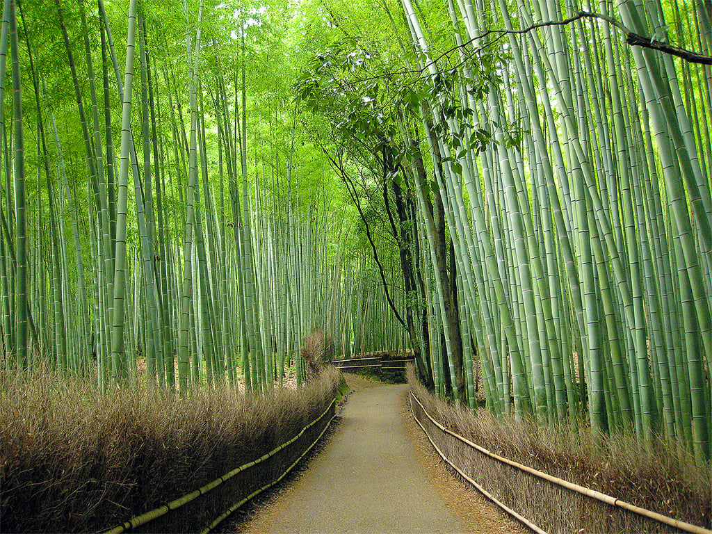 1030x770 UC 70. Sorted 1161.1 Kbytes, Bamboo Forest, Arashiyama, Kyoto, Japan, Desktop