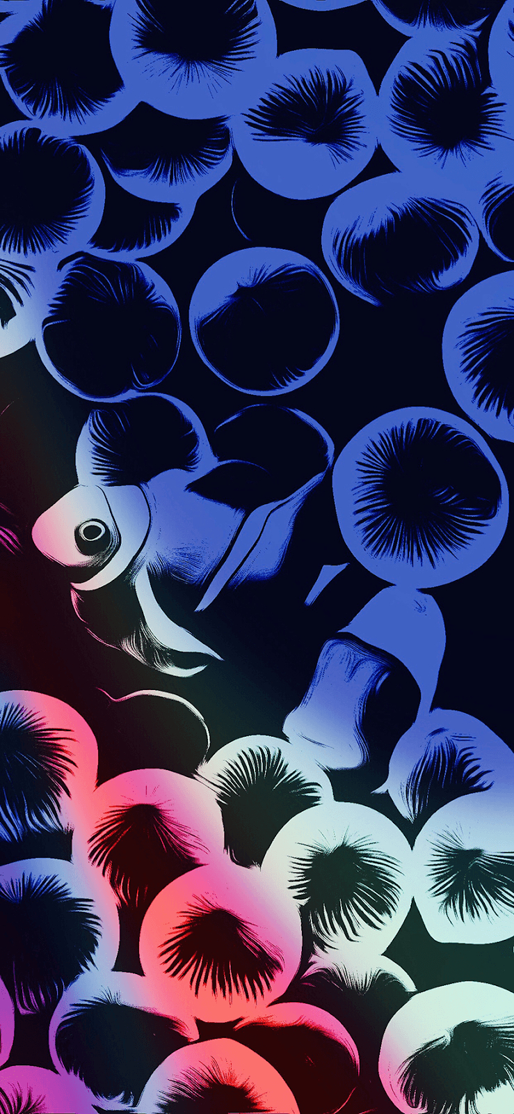 740x1600 IPhone 2G Clownfish Colorful By AR72014 IPhone X XS XR, Phone