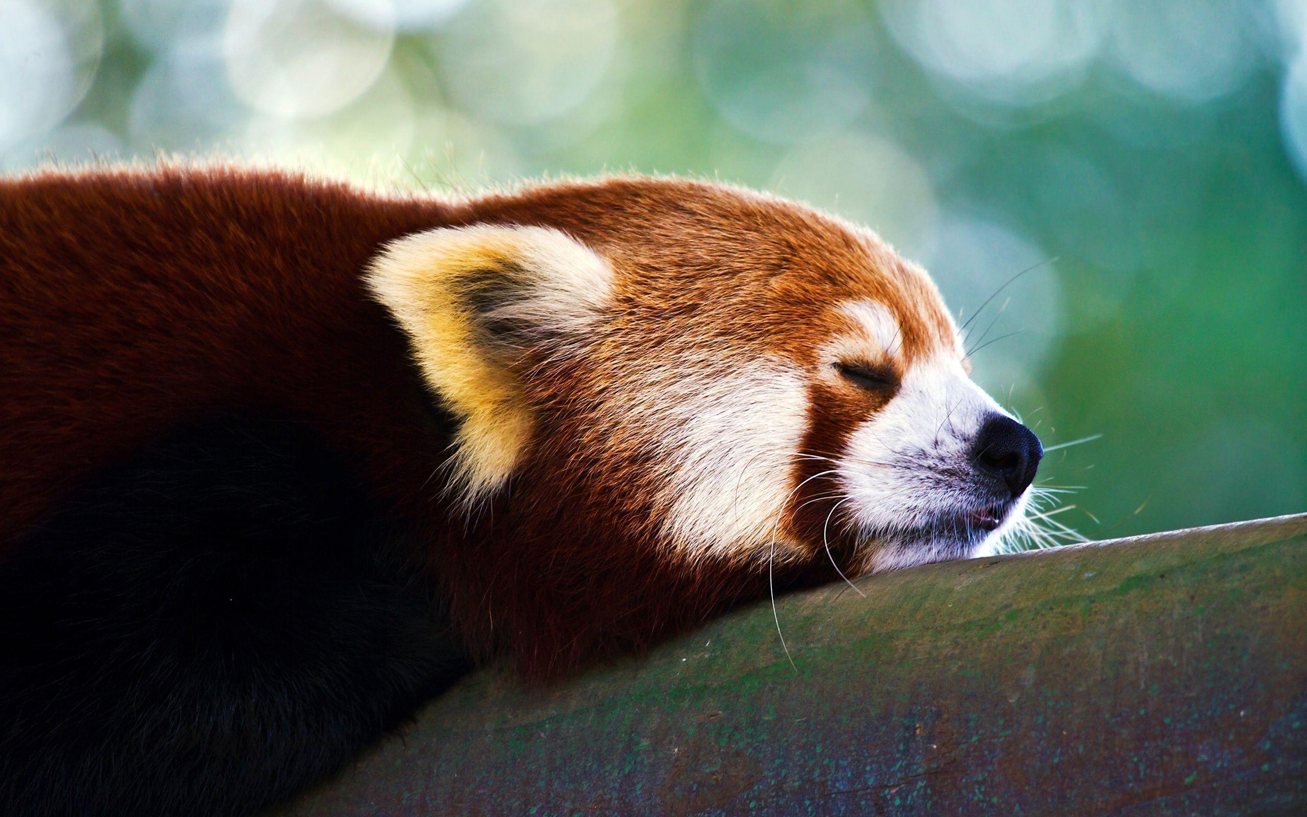 2560x1600 Red Panda Sleeping Wallpaper, Desktop