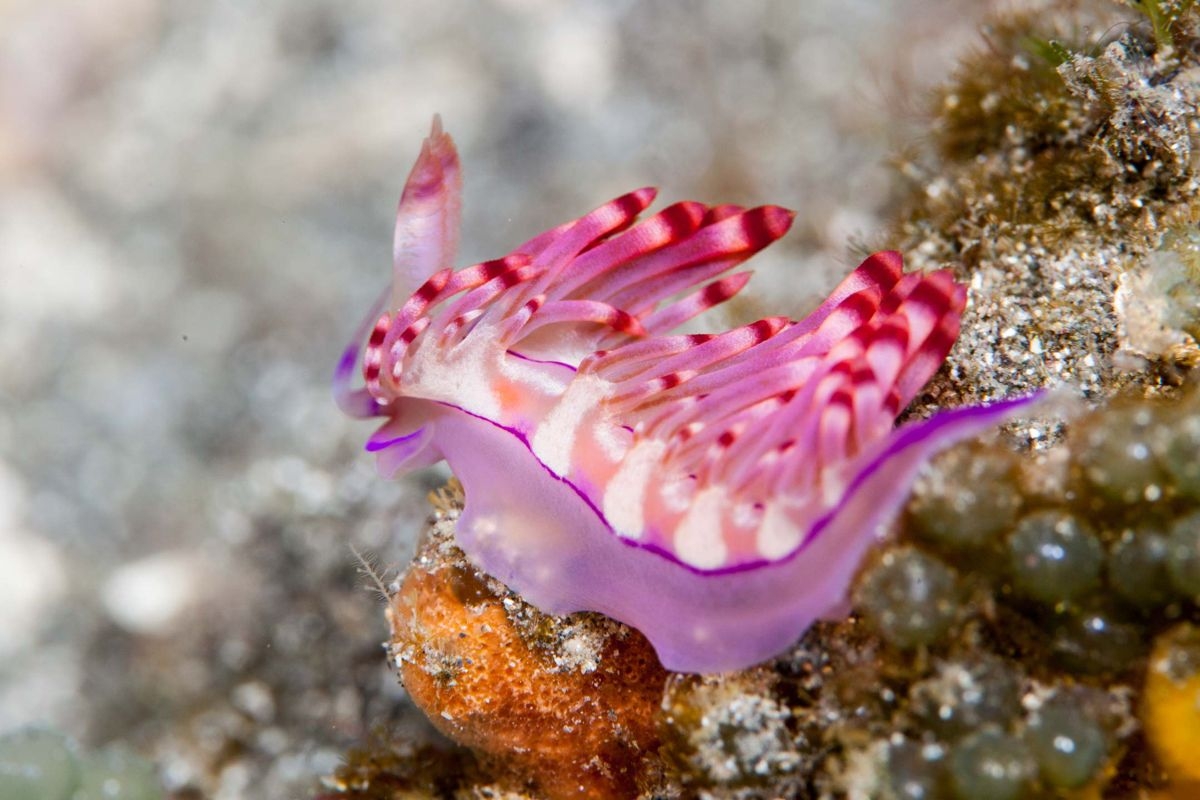 1200x800 pink sea slug. Sea slug, Pink animals, Slugs, Desktop