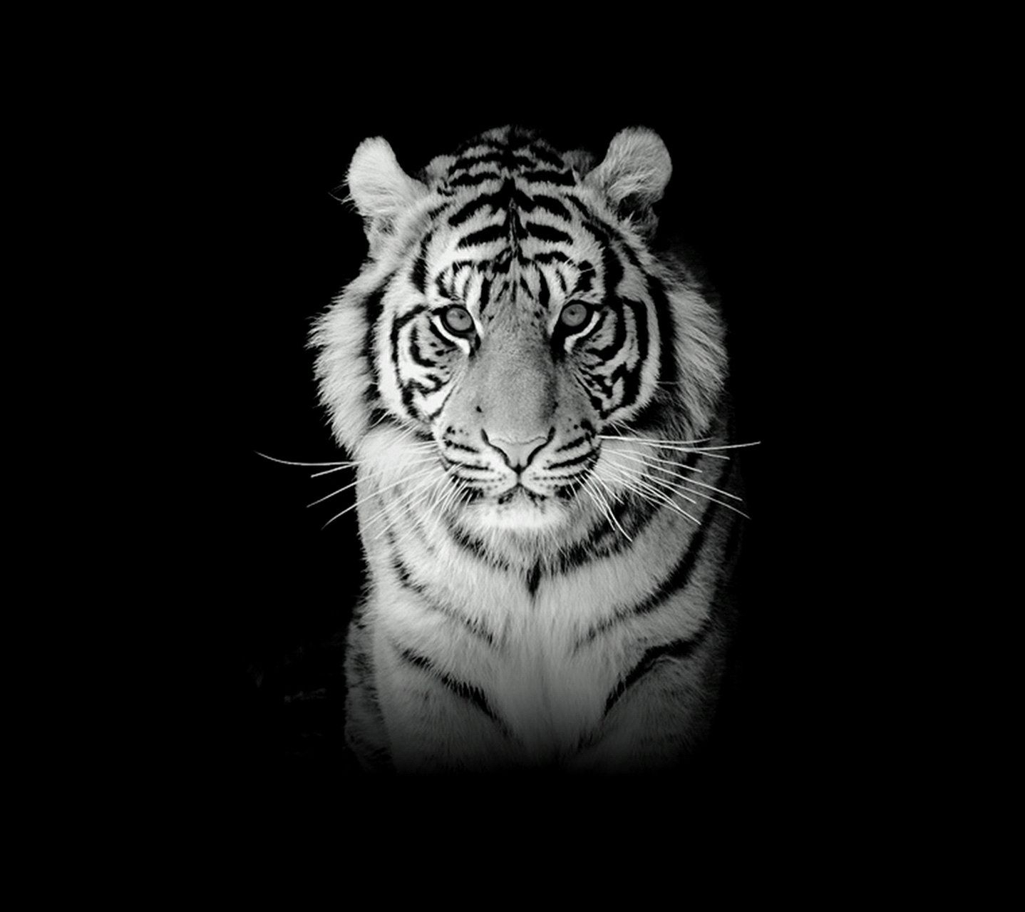 1440x1280 Unduh 51 Wallpaper Bergerak Macan Putih HD Gratid, Desktop