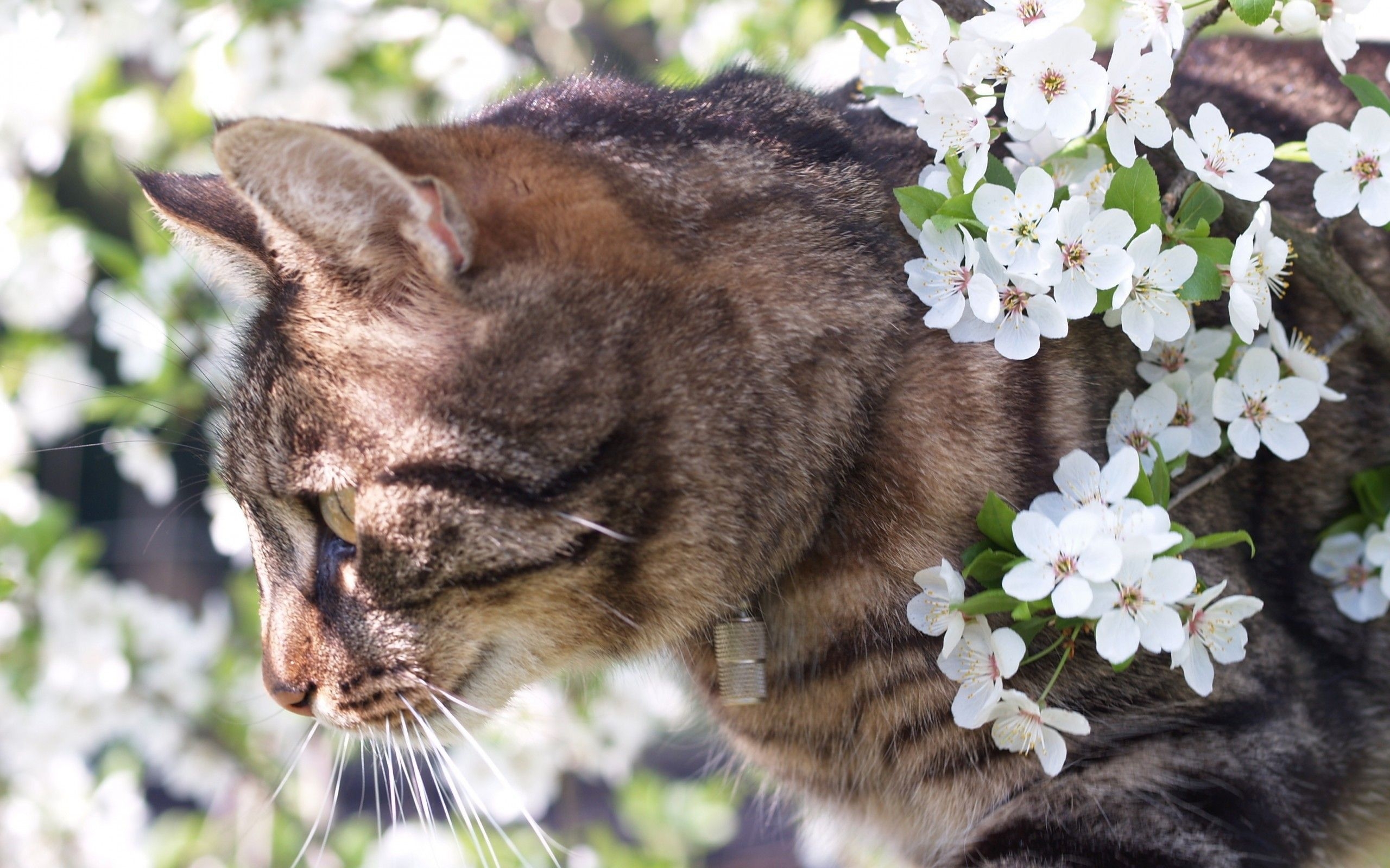 2560x1600 Spring Cat Wallpaper, Desktop