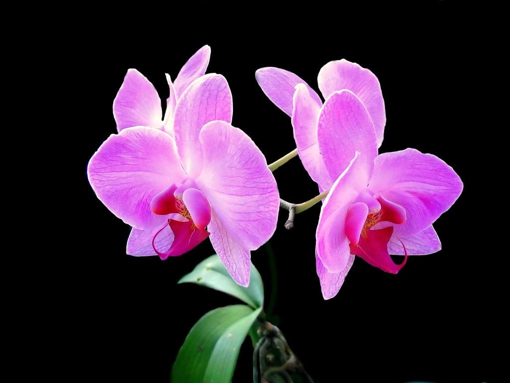 1030x770 Free download Pink Orchid Flowers Wallpaper Pink Orchid Flowers, Desktop