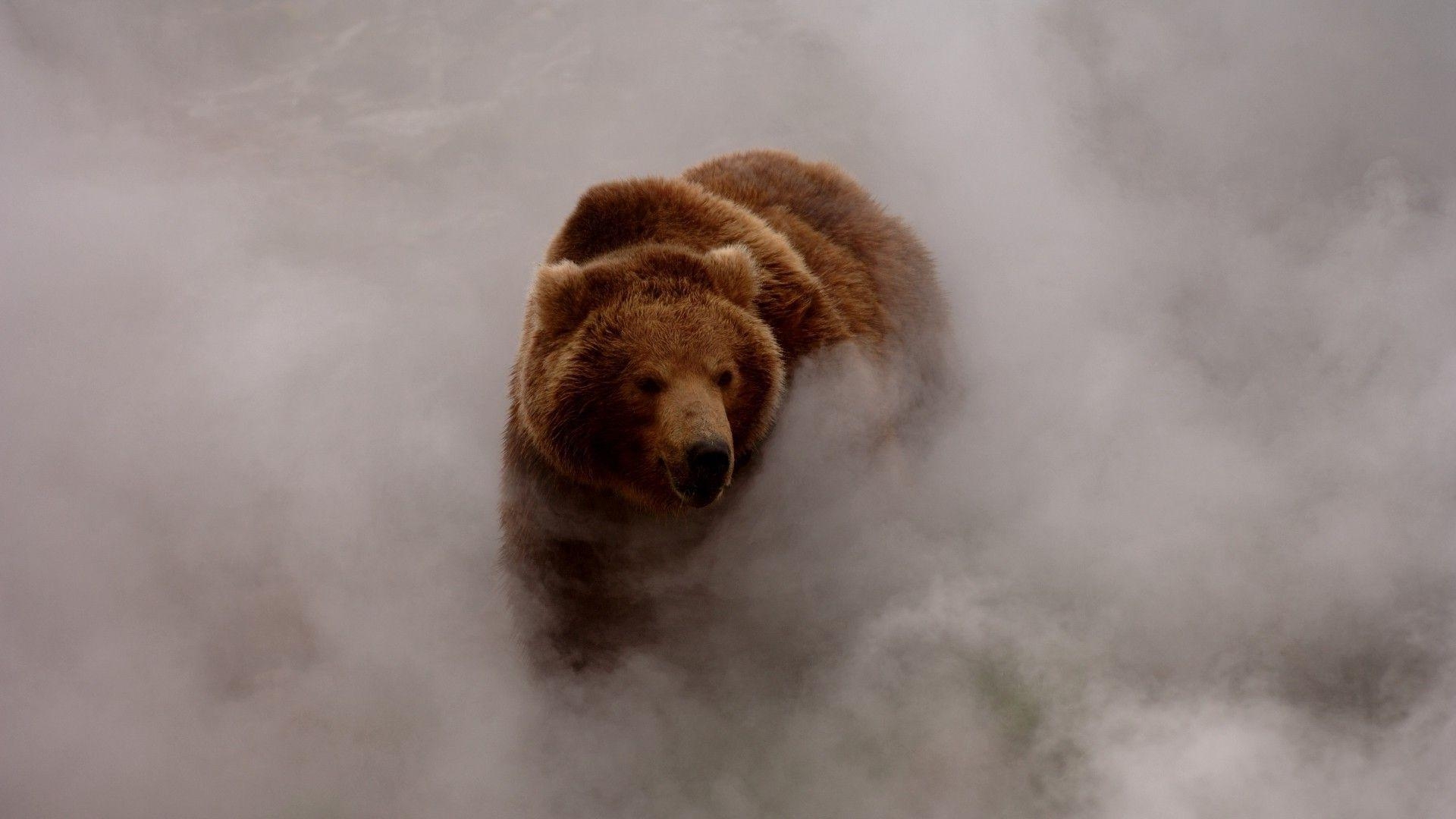 1920x1080 nature, Animals, Bears, Smoke, Dust, Grizzly Bear, Wildlife, Desktop