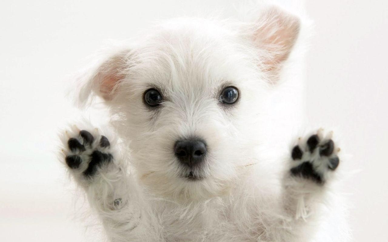 1280x800 Puppies Wallpaper, Desktop
