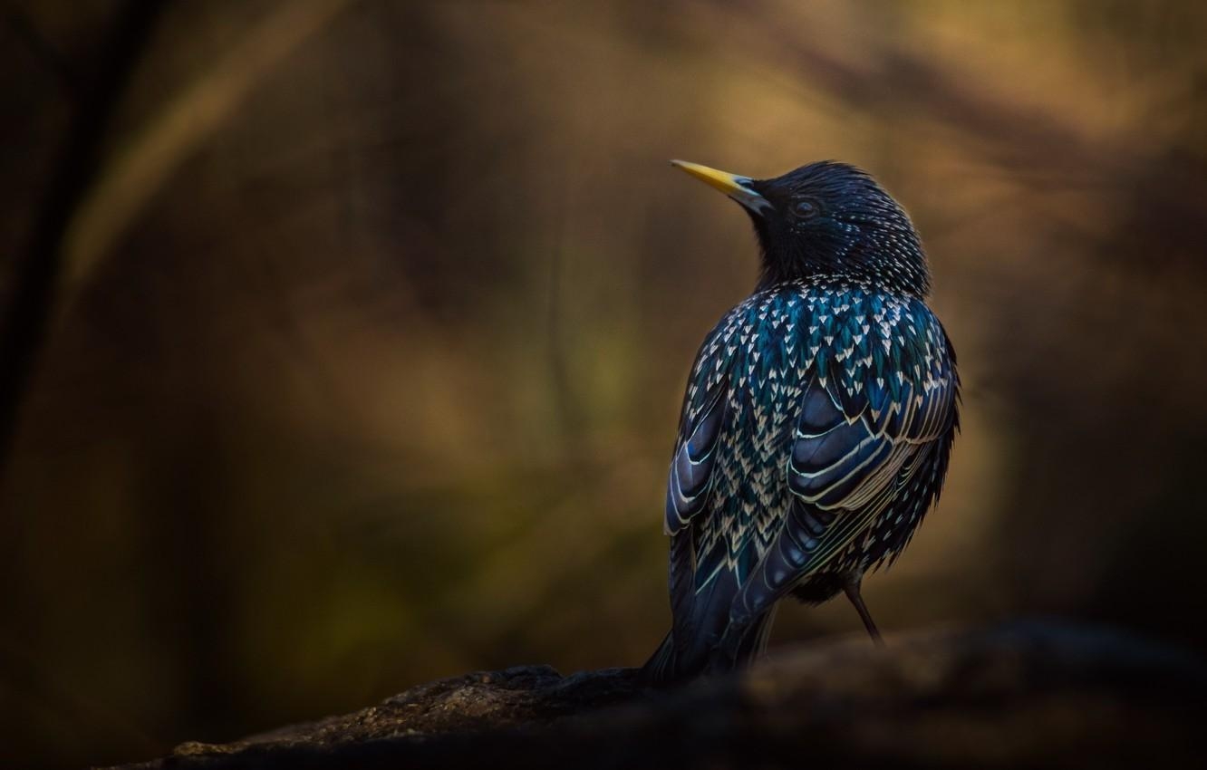 1340x850 Wallpaper background, bird, branch, Starling image, Desktop