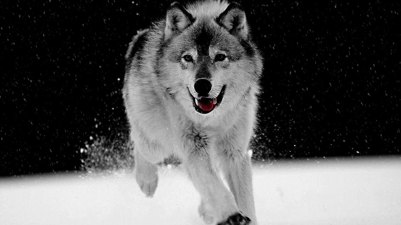 1370x770 White Wolf In Snow Wallpaper, Desktop