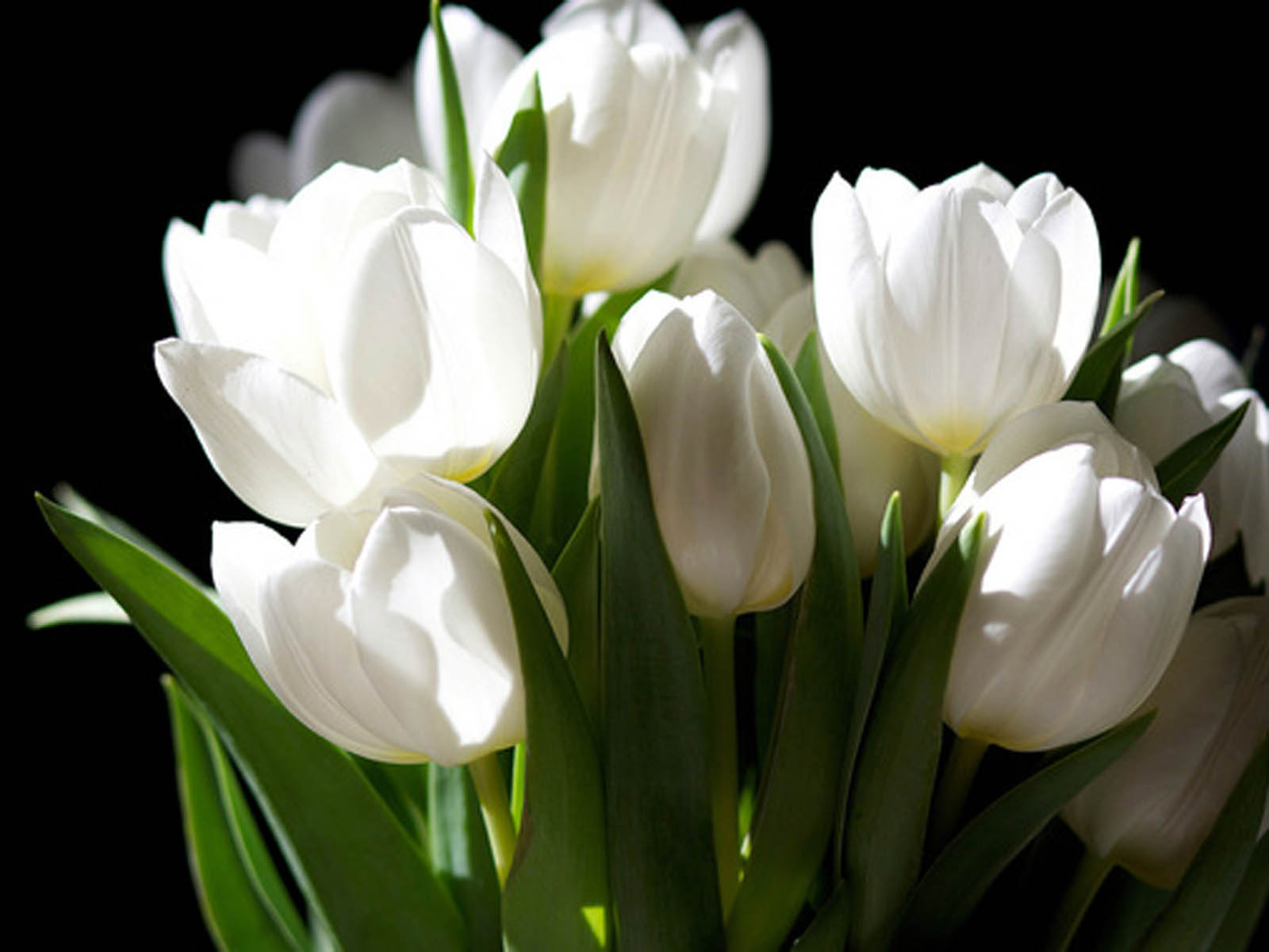 1600x1200 White Tulip Flowers Image HD, Desktop