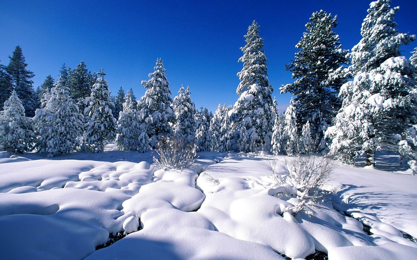 1440x900 Winter wonderland, Dreamy Snow Scene wallpaper  NO.8 Desktop Wallpaper, Desktop