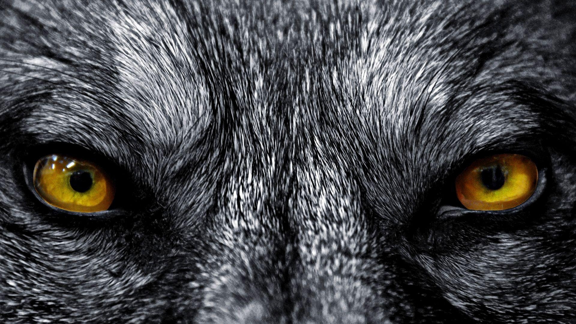 1920x1080 Wolf Wallpaper, HD Quality Wolf Image, Wolf Wallpaper Full HD, Desktop